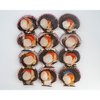 Docena De Conchas Media Valva Con Tallo Y Coral