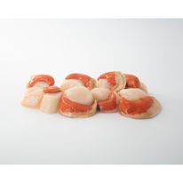 Conchas Tallo/Coral