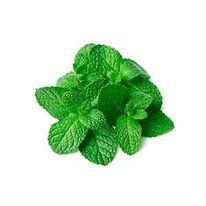 Menta