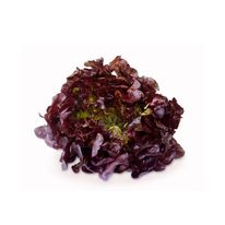 Lechuga Morada X Unidad